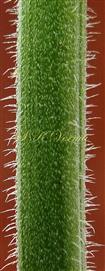  Stem